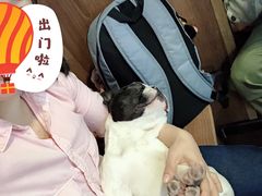 -柯斗斗主题餐厅·狗咖·围炉煮茶·茶饮(国瑞升平里店)