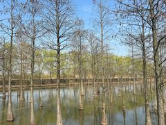 -池杉湖湿地公园