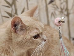 -楼上猫咖(罗湖店)