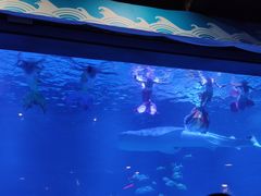 -烟台海昌鲸鲨海洋公园