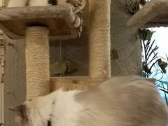 -共舞时光猫咖·狗咖(新街口店)