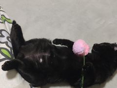 -米苏动物医院·犬猫专科·骨科外科内窥镜