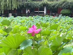 -四川大学(望江校区)