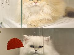 -lincat·猫舍(广州店)