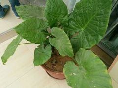 -田三卷馍(人民中路店)