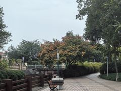 -神仙树公园