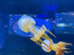 -芜湖新华联大白鲸海洋公园