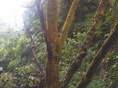 -火炉山森林公园