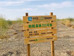 -金塔沙漠胡杨林景区