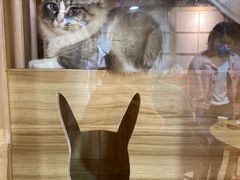 -白兔子密室(长寿路店)