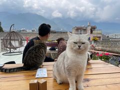 -喵屿·大理花园猫咖