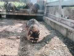 -大青山野生动物园