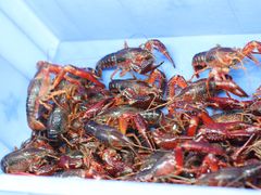 -渔民船说·北塘海鲜·天津菜·海肠捞饭(北塘古镇店)