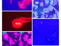 -多彩贵州城极地海洋世界