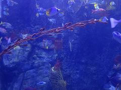 -太平洋海底世界