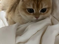 -lincat·猫舍(广州店)