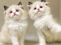 -lincat·猫舍(广州店)