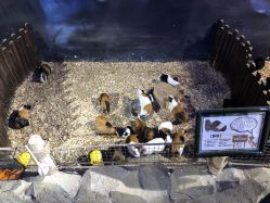 -酷嗒动物文化乐园(cutezoo西溪乐天城店)