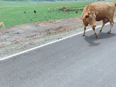 -塞罕坝国家级自然保护区