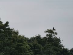 -池杉湖湿地公园