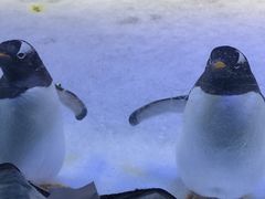 -芜湖新华联大白鲸海洋公园