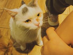 -more than meow吴止猫主题餐厅(承德 中船汇店)