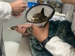-丹景宠物医院·全科·老年病·牙科(武昌诊疗中心)