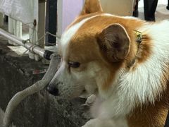 -小梁哥云吞面(黄贝岭店)