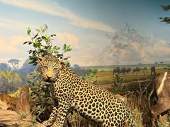 -陕西自然博物馆