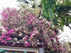 -深圳国际园林花卉博览园