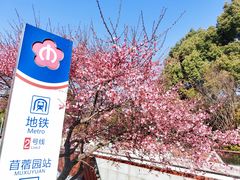 -梅花山(明孝陵内)