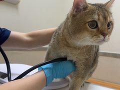 -爱妮康宠物医院·干细胞免疫细胞·肿瘤·心脏(张江店)