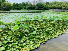 -新江湾城公园