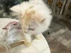 -楼上猫咖(罗湖店)