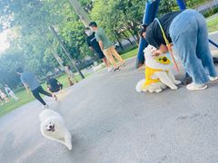 -景田北六街公园宠物主题园
