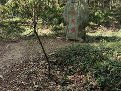 -上海佘山国家森林公园天马山园