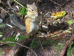 -五营红松林海景区