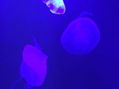 -暹罗海洋世界