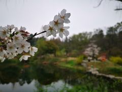 -杭州植物园