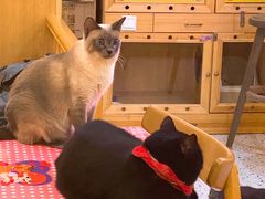 -滚猫咖啡·猫咖·猫友好撸猫(未来城店)