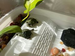 -花鸟鱼虫鲜花绿植市场(玉泉路店)