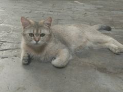 -喵屿·大理花园猫咖