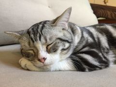 店里的猫-咖法森林·咖啡  酒吧(天河店)