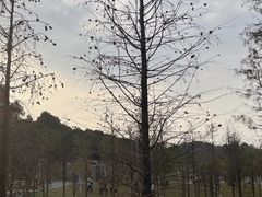 -东莞植物园