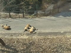 -大连森林动物园