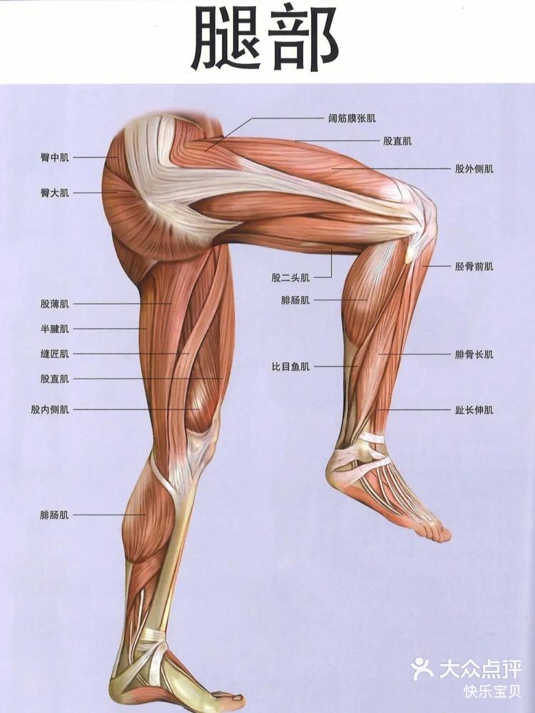 🌺今日分享肌肉骨骼系统抗炎的法宝当我
