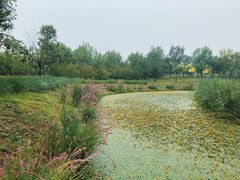 -东郊湿地公园