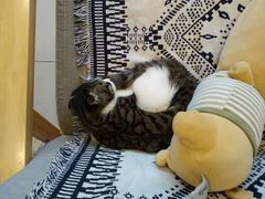 -平行世界·猫咖(首经贸店)