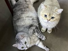 -美联众合动物医院·24h京西诊疗中心