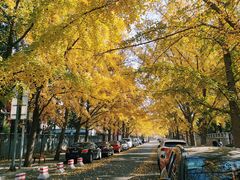-三里屯东五街银杏大道